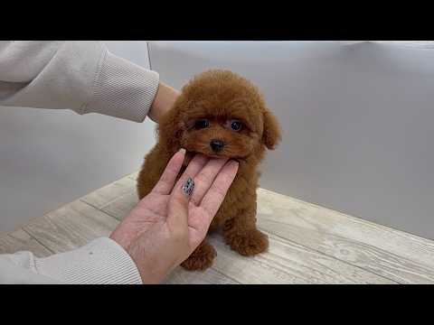 YouTube動画のサムネイル