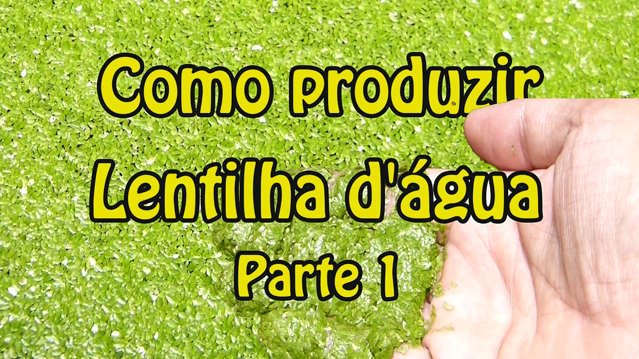 Como Produzir Lentilha D’água – Parte 1