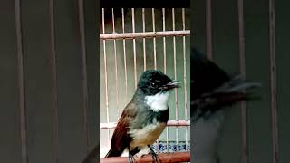 Download lagu Kicau suara burung sikatan kipas gacor#shortvideo mp3