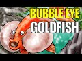 Bubble Eye Goldfish | Everything About Bubble Eye Goldfish | Amazing Bubble Eyed Goldfish