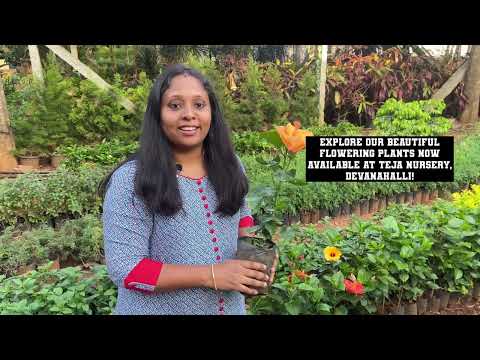 Flower Plants Available at Teja Nursery, Devanahalli | Rose, Hibiscus, Champa, Mallige & More