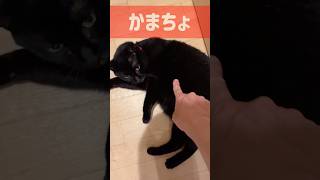 【黒猫】かまちょ猫とかまちょ飼い主