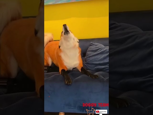 Vídeo relacionado con kkjoy Collar de origami de acero inoxidable con colgante de animal Zorro para mujeres y niñas