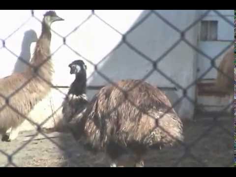 エミューとダチョウの違い