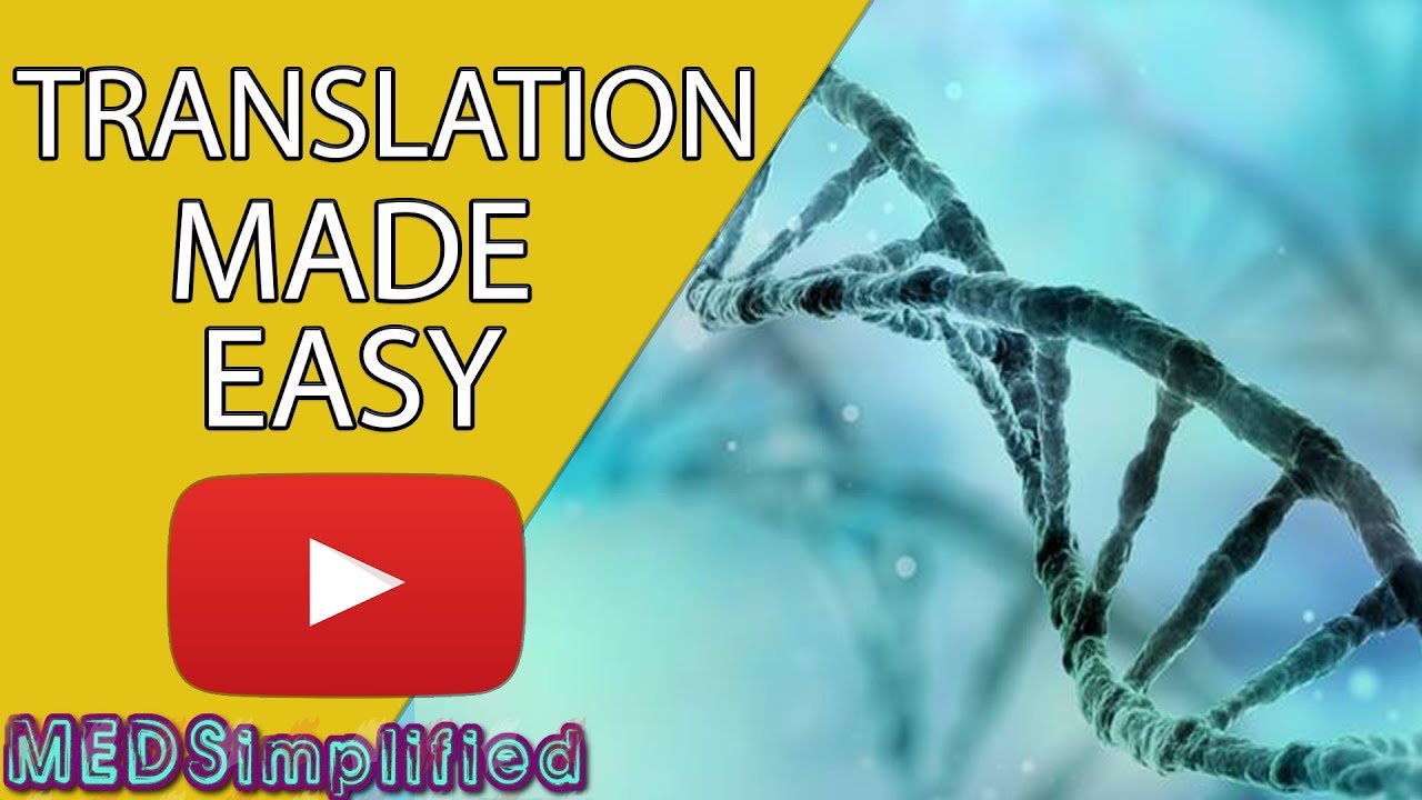 DNA Translation Made Easy