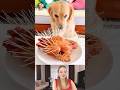 Dog Videos Funny Viral Animal Videos 2025 Funny Dogs