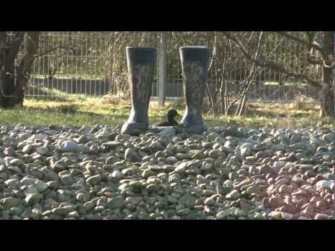 Mein München - Milbertshofen - Ein Stadtteil stellt sich vor