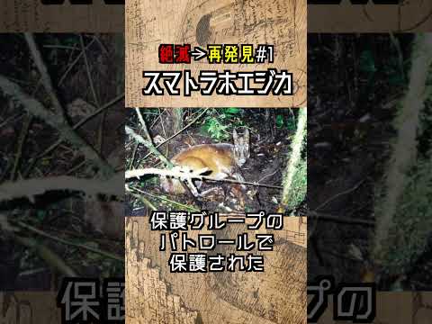 完新世の絶滅 - 定義