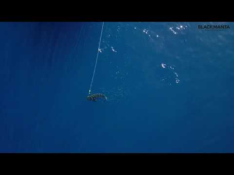 GREAT WHITE SHARK | DRONE FOOTAGE