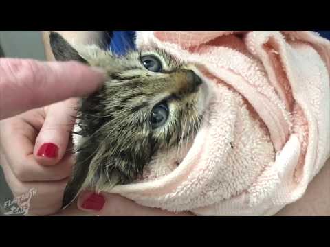 download lagu mp3 mp4 Wild Kitties Com, download lagu Wild Kitties Com gratis, unduh video klip Wild Kitties Com