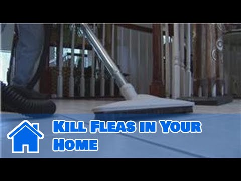 YouTube video about: Does steam cleaning kill fleas?