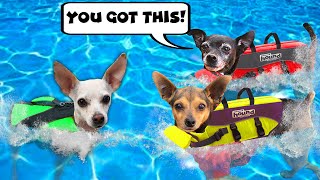 Giving our Dogs Crush Swimming Lessons for the First Time - Pawzam Dogs