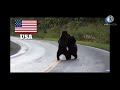 Usa Bears Vs Russian Bears Meme