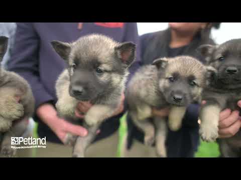 Kennel Tour 144