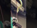 Close Up On Snake Moving Over Planks