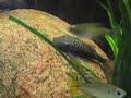 Lasiancistrus heteracanthus Lasiancistrus heteracanthus