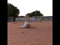 The Cat Matador | Videoz For Fun