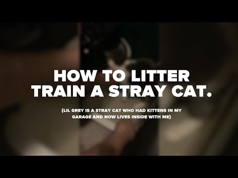 HOW TO LITTER TRAIN a STRAY CAT