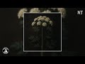 Noah Thorne Honey Hemlock Official Audio