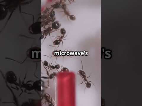 Ants Can Survive in a Microwave!