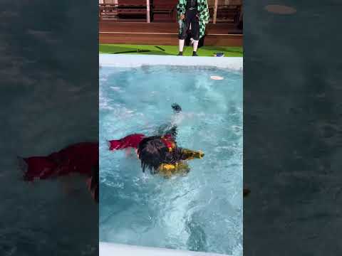 ラブブを取ろうとした男の末路 #Labubu