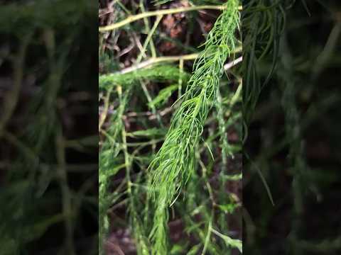 Shatavari Extract Capsule