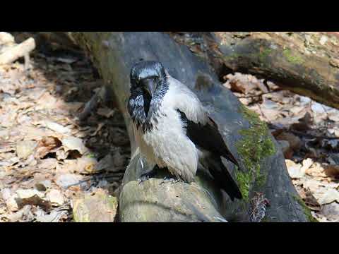 Hooded crow - Vocalizations - Corvus cornix 4K