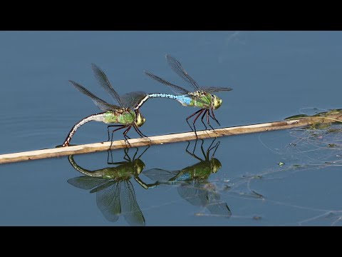 Common Green Darner dragonfly laying eggs in tandem