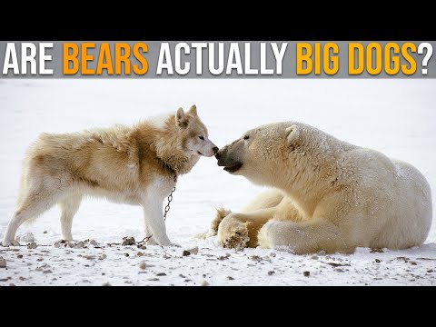 Are Bears Related To Dogs?