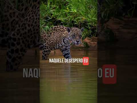 ELE LUTOU COM A ONÇA E VIVEU! A HISTÓRIA COMPLETA ANDERSON GUEDES #curiosidades #animais #onça