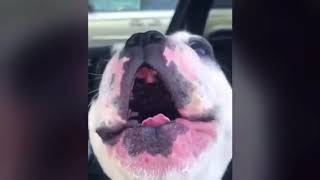 Opera dog sings to Whitney Houston