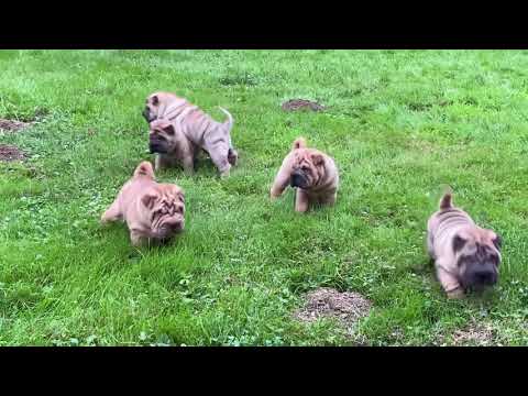 Puppies DES MING WAY 2021 - 5 weeks old