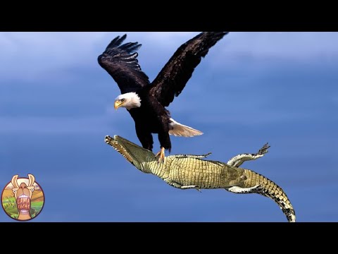 Combats D'Animaux Les Plus Rares Filmés Par Caméra !