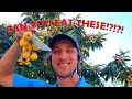 What Is The Best Fruit Tree For Florida!?!?!?! (Loquat Tree) ** My Favorite Tree***