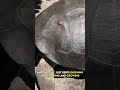 Meet Bernie My Galapagos Tortoise