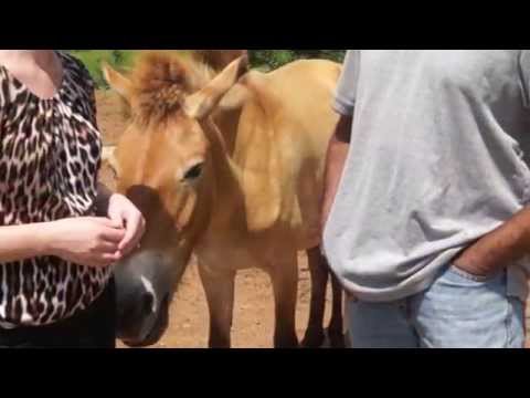 , title : 'Celebrating the birthday of the first Przewalski’s horse born from artificial insemination.'