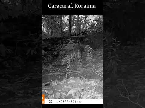 Jaguar e Puma Roraima Selvagem