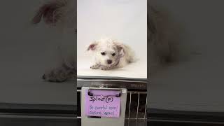 Video preview image #1 Chi-Poo (Miniature) Puppy For Sale in Benton, LA, USA