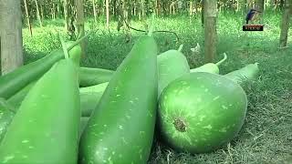 খুলনা জেলার দিঘলিয়া উপজেলায় লাউ চাষে ব্যাপক সফলতা।