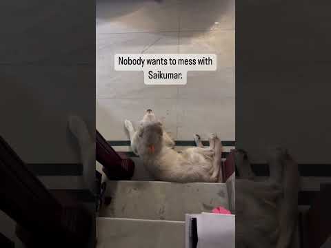 #funnypet #saikumar#drrajkumar