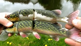 Свимбейт westin we mike the pike 42g crazy firetiger