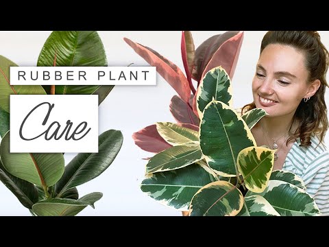 , title : 'Care Tips For Rubber Plant House Plant | Rubber Plant Problems SOLVED'