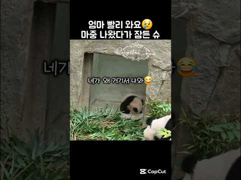 몸 똥그랗게 말고 엄마 퇴근만 기다리는 슈크림 #슈바오 #넷째바오 #아이바오 #aibao #shubao