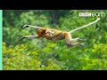 Proboscis Monkeys Leap Into Crocodile Infested River BBC Earth