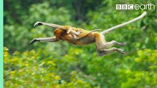 Proboscis Monkeys in Borneo Video