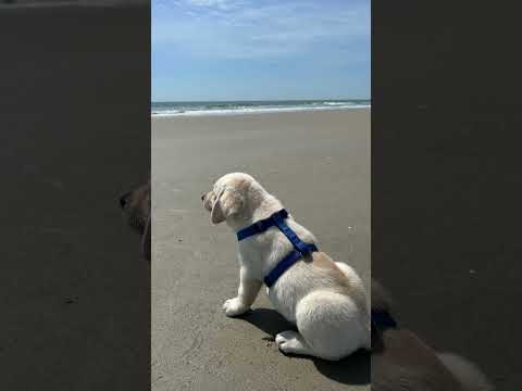 Edmund now Tater💚 is enjoying the beach 🏖️ life at his new furever home!