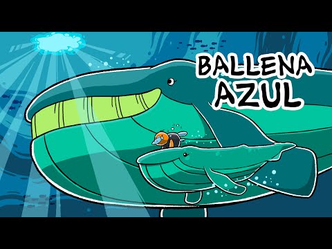 Hola Flinko - Ballena Azul / Capítulo 15 Completo Temporada 1