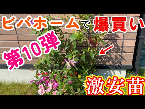 ネパールキジムシロ 植物
