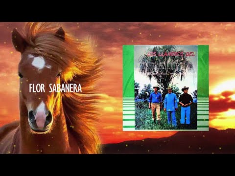 FLOR SABANERA  / Arauca - Los Llaneros del Arauca | Música Llanera
