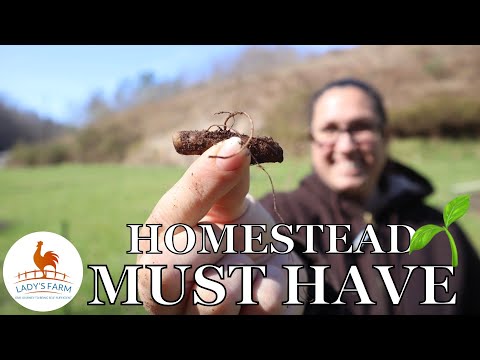 Must Have on the HOMESTEAD// Benefits of this plant on the Homestead From Perma Pastures Farm